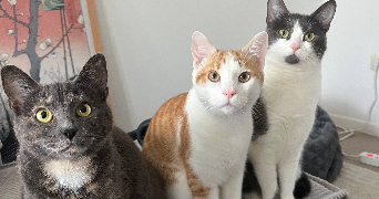 clara pet sitter à AMIENS 80000_3