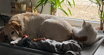 marjorie pet sitter à FROMELLES 59249_6