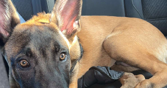 camille pet sitter à STRASBOURG 67000_8