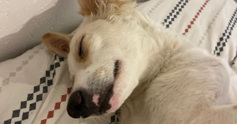 emmy pet sitter à RENNES 35000_3