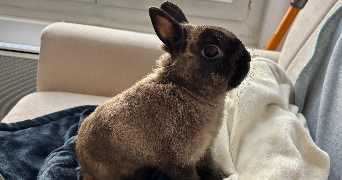 laura pet sitter à LEVALLOIS PERRET 92300_4