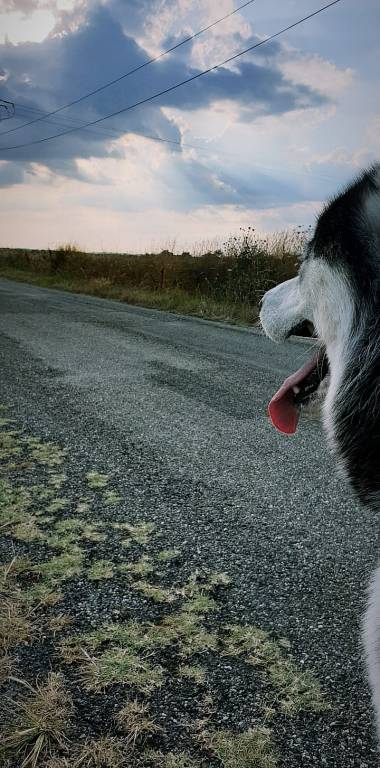 lesly pet sitter à BLAGNAC 31700_5