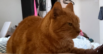 camille pet sitter à PARIS 13 75013_0
