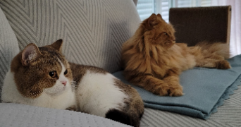diane pet sitter à Cergy 95800_9