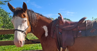 julia pet sitter à Niort 79000_17