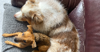 alysson pet sitter à GIF SUR YVETTE 91190_3