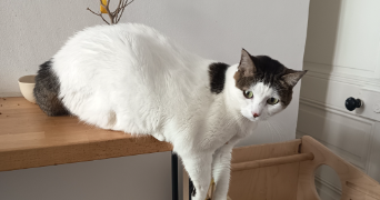 angèle pet sitter à NICE 06000_8