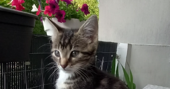 magali pet sitter à NOISEAU 94880_3