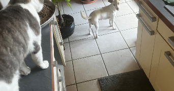 noémie pet sitter à LILLE 59800_6