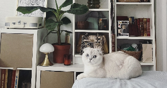 rivaux pet sitter à ARRAS 62000_2