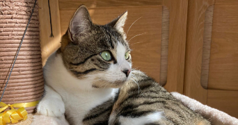 elodie cat sitter à EPONE 78680_2