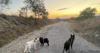 celine pet sitter à NISSAN LEZ ENSERUNE 34440_1