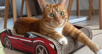 ilona pet sitter à GAUCIEL 27930_3