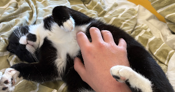 ewan pet sitter à Saint-Philbert-De-Bouaine 85660_1