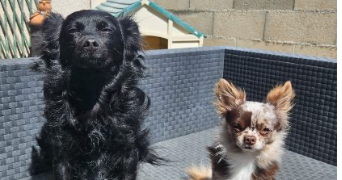 alyzé  pet sitter à DIJON 21000_0