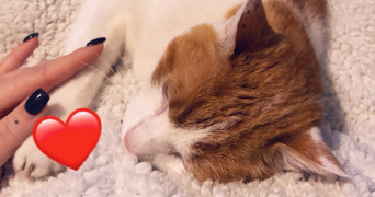laetitia pet sitter à BOUXIERES AUX DAMES 54136_2