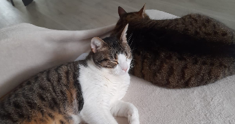 Barbara cat sitter à NANTES 44300_1