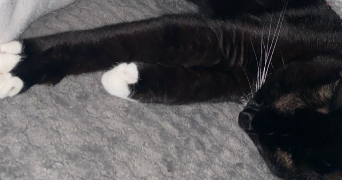 marine pet sitter à LES TROIS LACS 27940_2