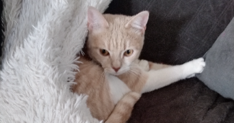 elodie pet sitter à PARIS 13 75013_4