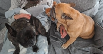 myriam et bruno pet sitter à BREST 29200_5