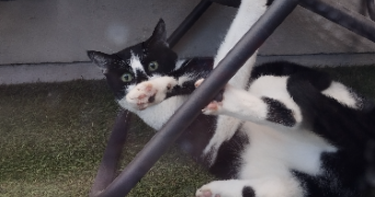 yuna pet sitter à VILLEURBANNE 69100_3