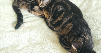 mélaina pet sitter à AUVERS SUR OISE 95430_1