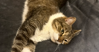 mattéo pet sitter à YERRES 91330_3