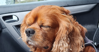 géraldine pet sitter à MOURS 95260_2
