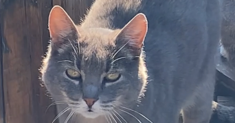 zoé pet sitter à Roquettes 31120_2