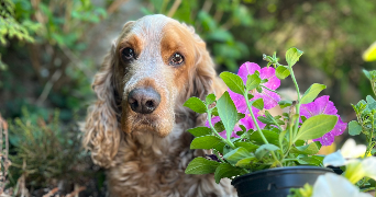 alyx pet sitter à NOUZONVILLE 08700_1