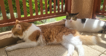 charlotte pet sitter à PUGET SUR ARGENS 83480_3