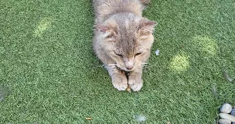 lisa pet sitter à MARSEILLE 16 13016