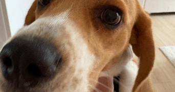 laëtitia pet sitter à ST ETIENNE 42100_1