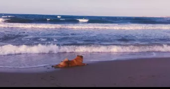 manon pet sitter à CALENZANA 20214