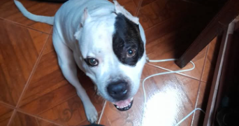 alice pet sitter à CERGY 95000_2