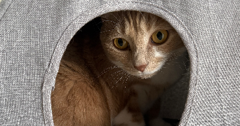 crapart pet sitter à CRETEIL 94000_4