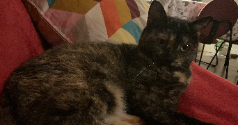 amandine cat sitter à NANCY 54000_1