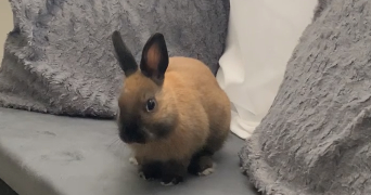 lyna pet sitter à TOULOUSE 31000_3