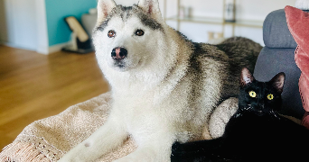 constance pet sitter à CHENNEVIERES SUR MARNE 94430_7