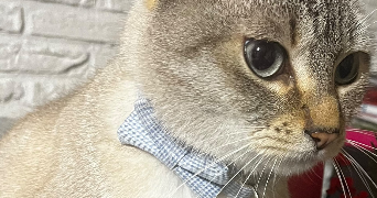 camille pet sitter à LILLE 59800_8