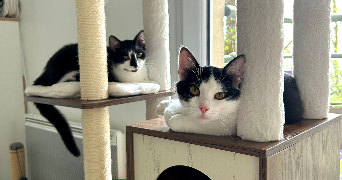 steffy pet sitter à ARMENTIERES 59280_1