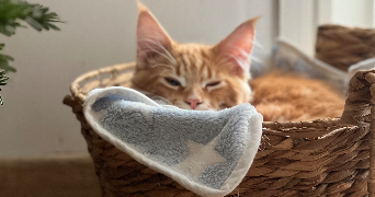 maitena pet sitter à ST MARTIN DE SEIGNANX 40390_2