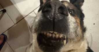 lou pet sitter à MONTPELLIER 34000_3