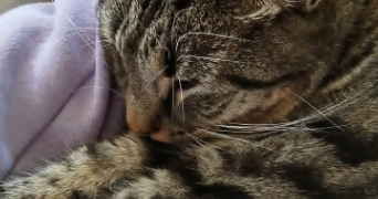maé pet sitter à LE CASTERA 31530_7