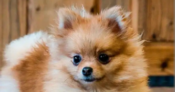 Maryline pet sitter à Athis-Mons 91200_0