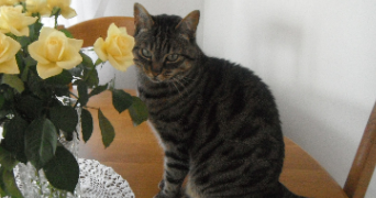 fabienne cat sitter à CERNAY 68700_1