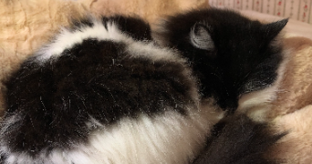 hélios pet sitter à BORDEAUX 33000_3