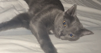 eloïse pet sitter à TOULON 83100_2
