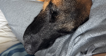 ilef pet sitter à MENTON 06500_9