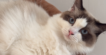 manon pet sitter à MONTPELLIER 34070_6